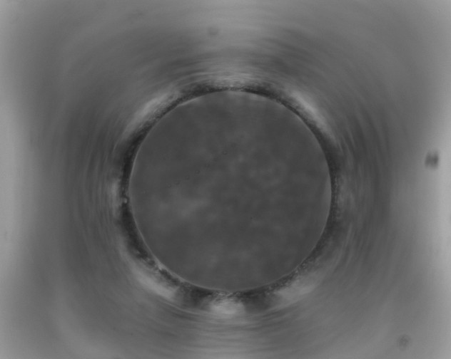 X0000091940258200709051528