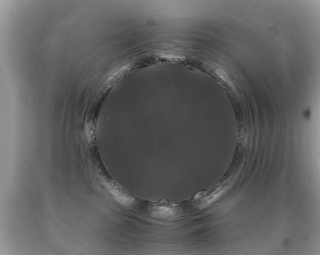 X0000091940285200709051529