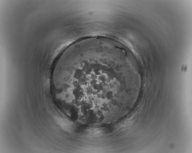 X0000091940299200709051528