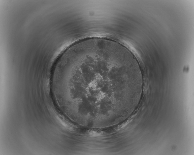 X0000091940346200709051527