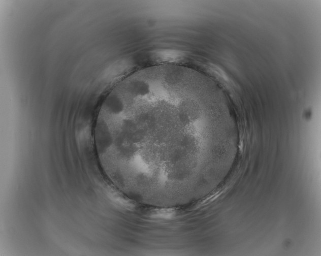 X0000091940377200709051527