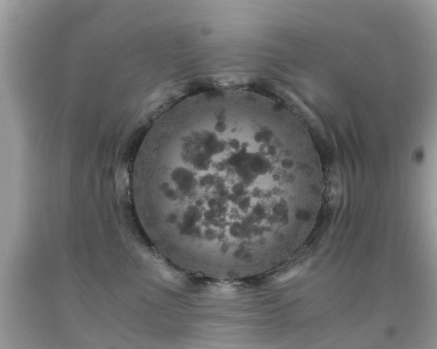 X0000091940523200709051525