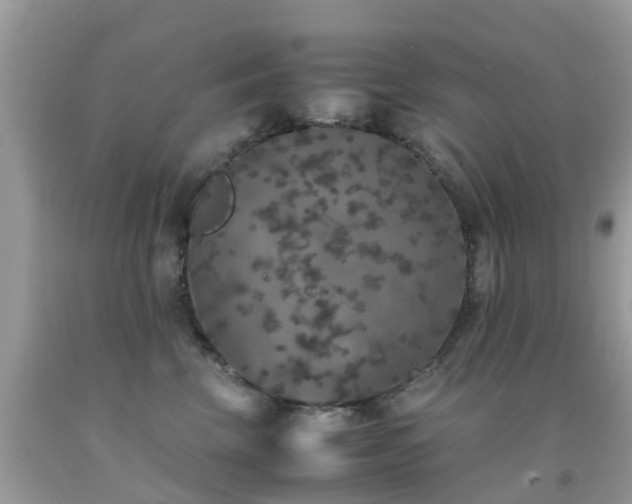 X0000091940569200709051525