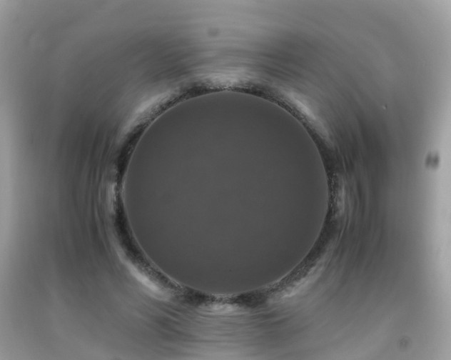 X0000091940590200709051524