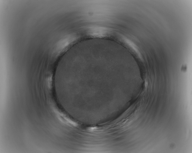 X0000091940596200709051524