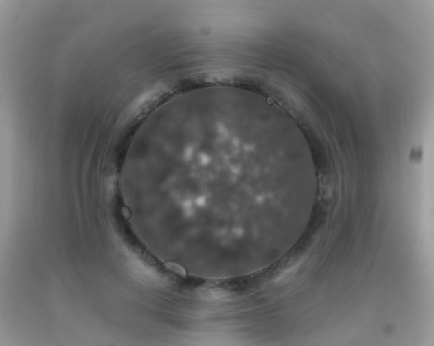 X0000091940648200709051524