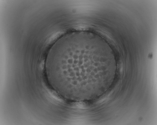 X0000091940652200709051524