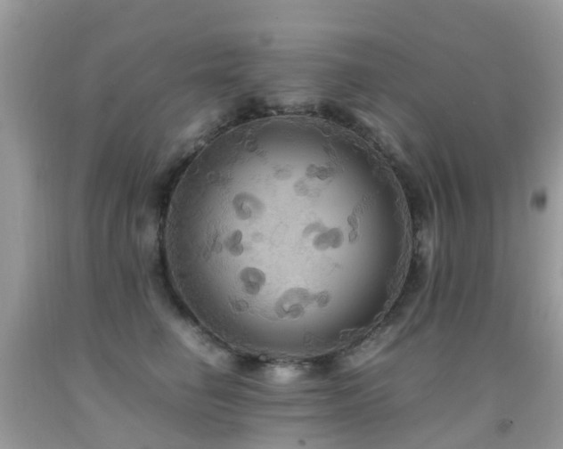 X0000091940662200709051524