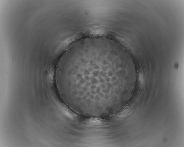 X0000091940668200709051524