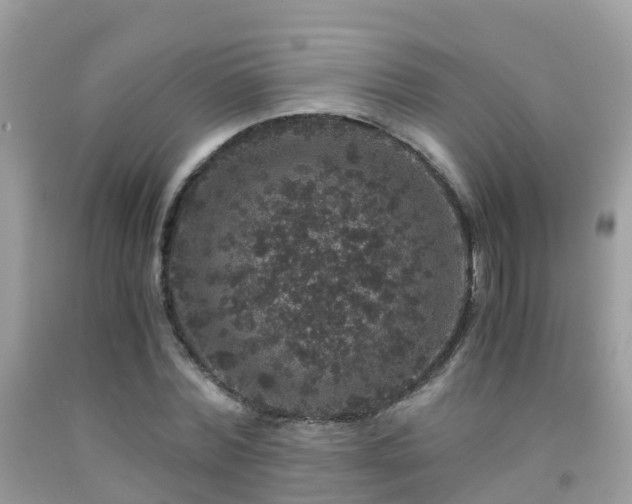 X0000091940780200709051522