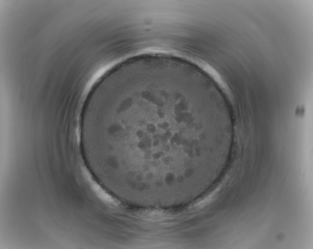 X0000091940791200709051521