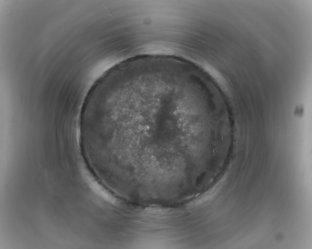 X0000091940840200709051521