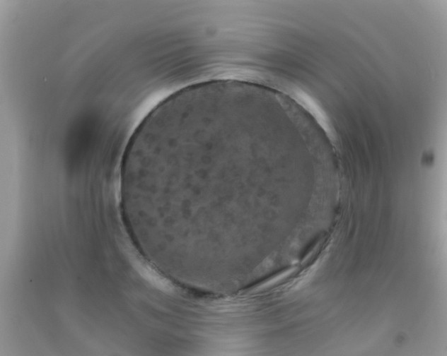 X0000091940891200709051520