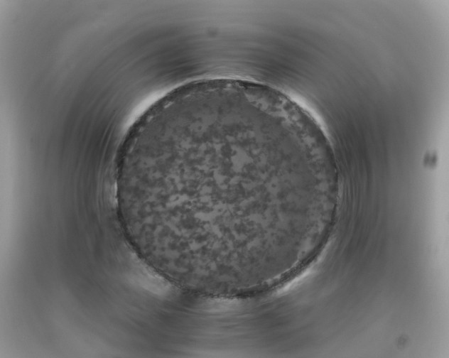 X0000091940925200709051519