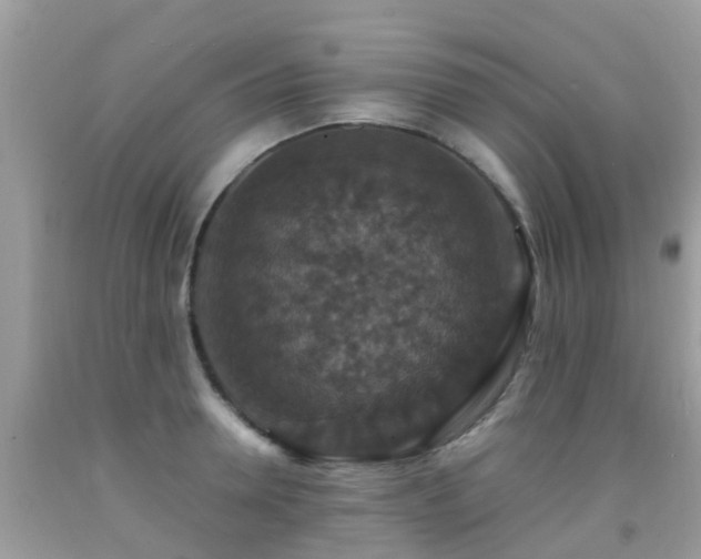 X0000091940946200709051520