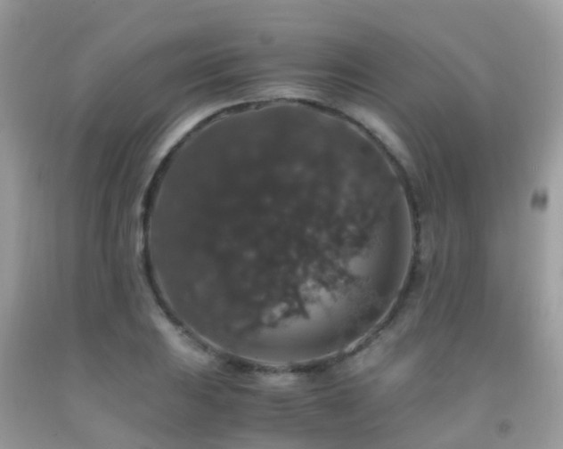 X0000091941031200709051518