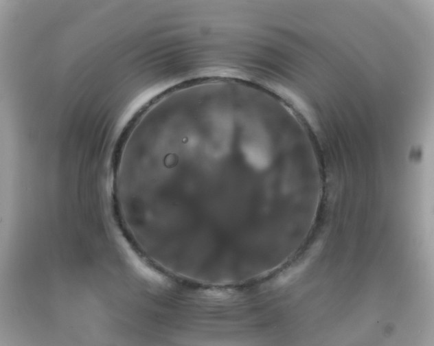 X0000091941125200709051517