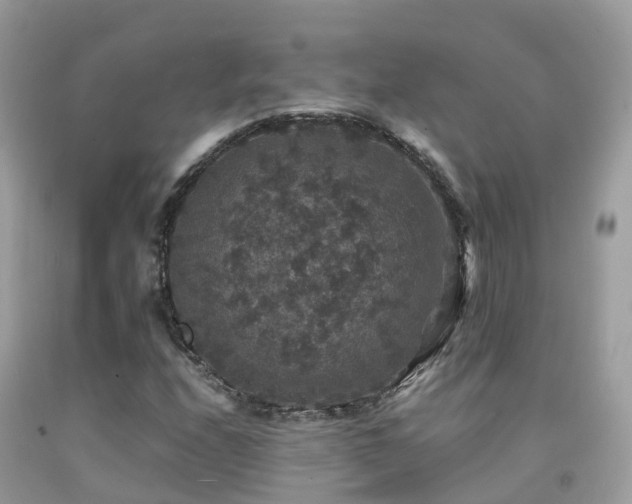 X0000091941208200709051515