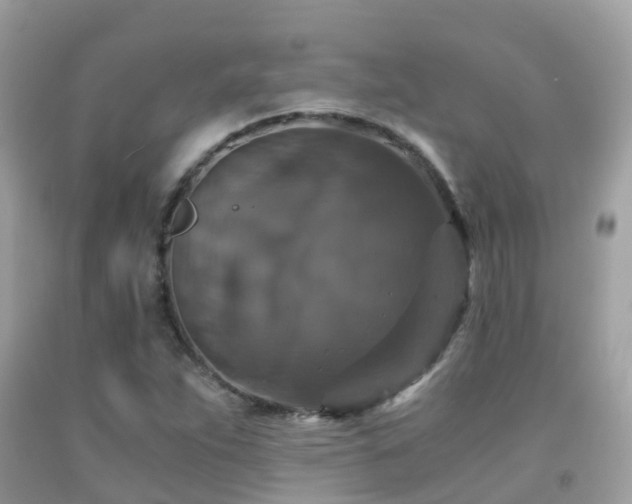 X0000091941263200709051515