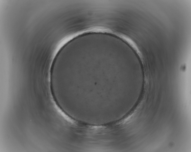 X0000091941335200709051514