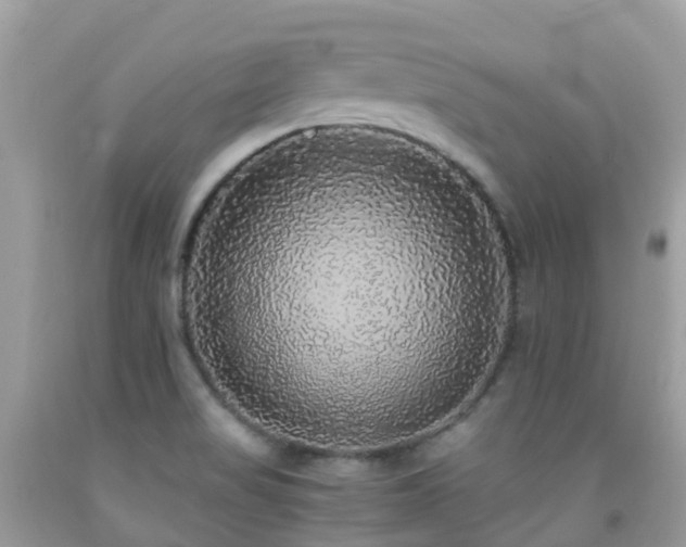 X0000091941517200709051512