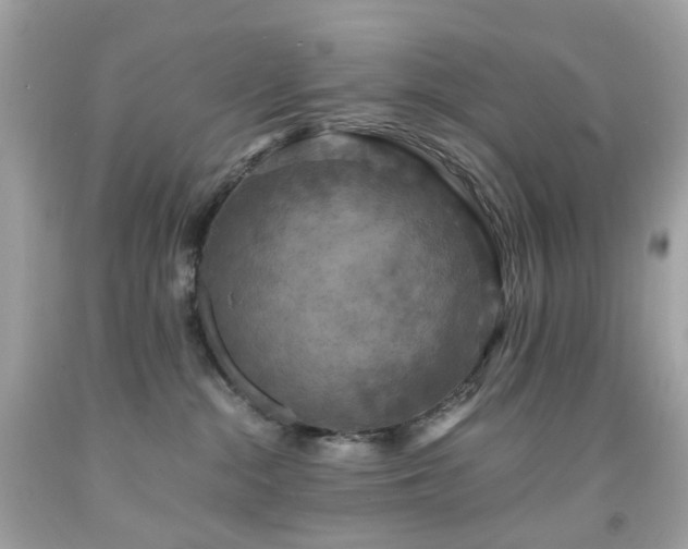 X0000091940284200709121625