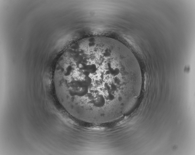 X0000091940691200709121619