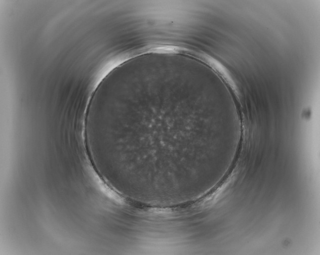 X0000091941194200709121613