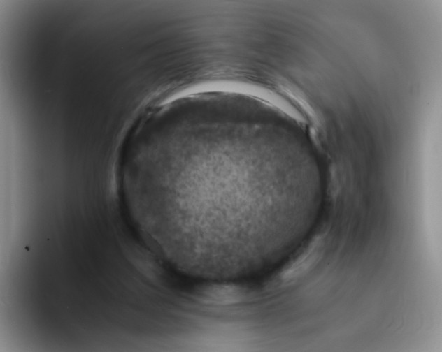 X0000091940203200709261938