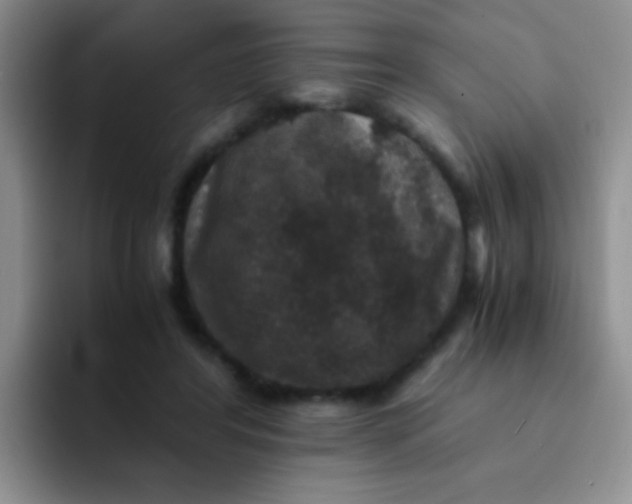 X0000091940404200709261936