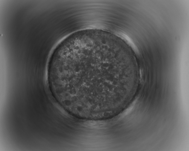 X0000091940780200709261931