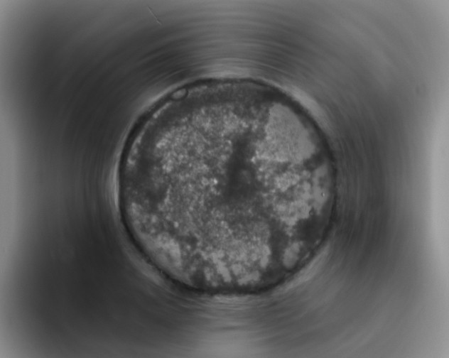 X0000091940840200709261931