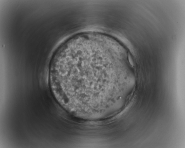 X0000091941224200709261926