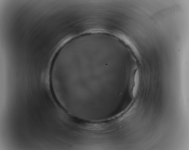 X0000091941229200709261926