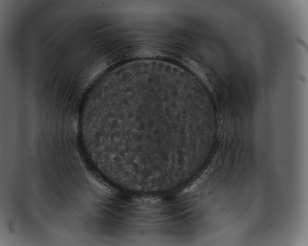 X0000091940063200710031125