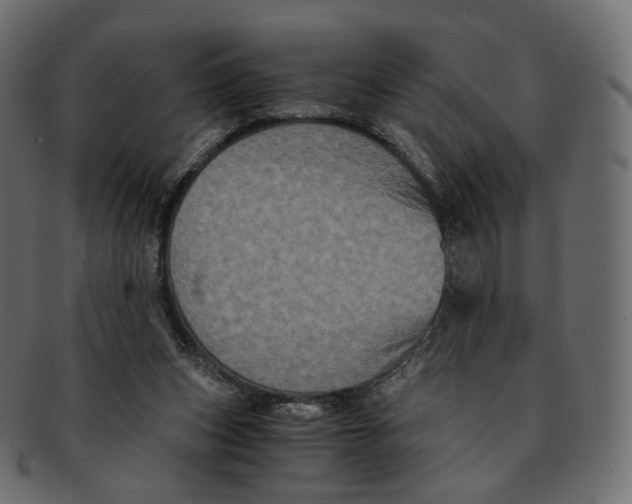 X0000091940159200710031124