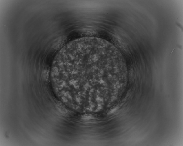 X0000091940177200710031124