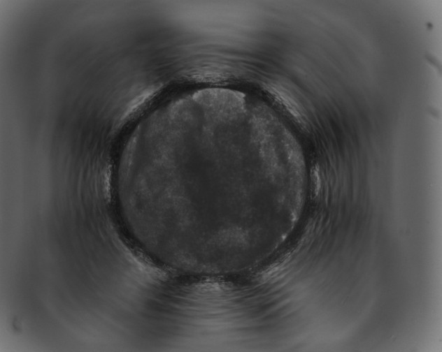 X0000091940404200710031121