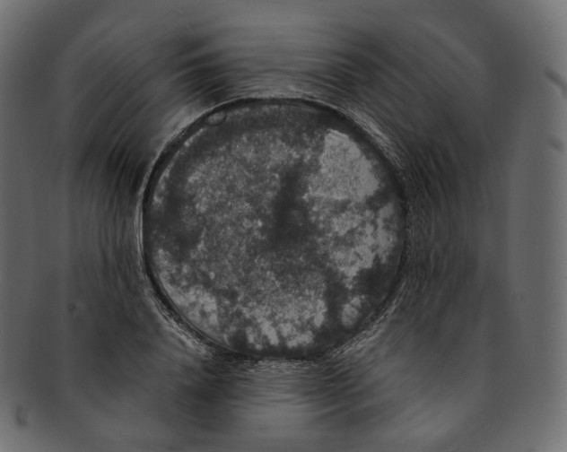 X0000091940840200710031116