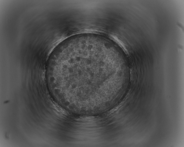 X0000091941260200710031111