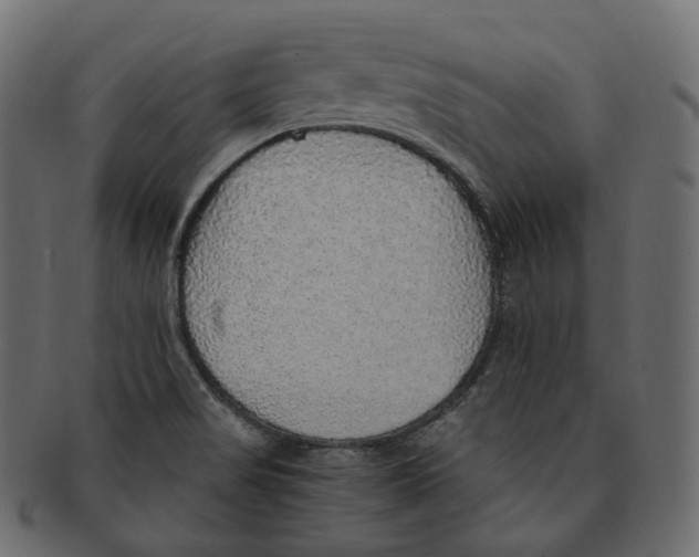 X0000091941517200710031108