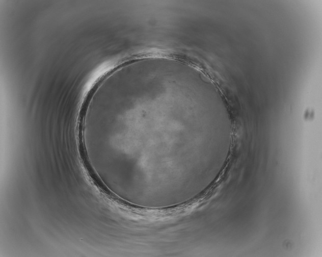 X0000091950006200709061250