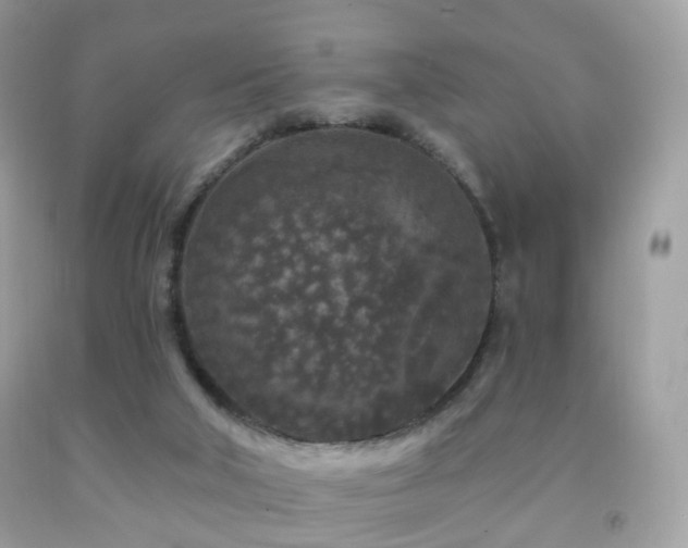 X0000091950018200709061250