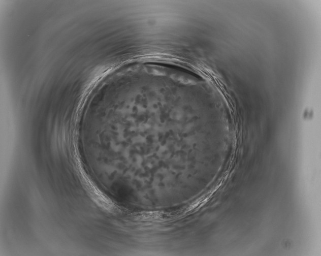 X0000091950049200709061249