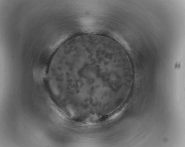 X0000091950065200709061249