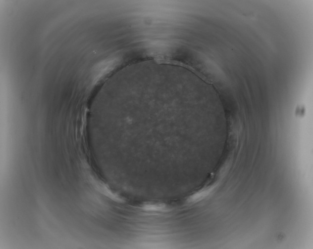 X0000091950080200709061249