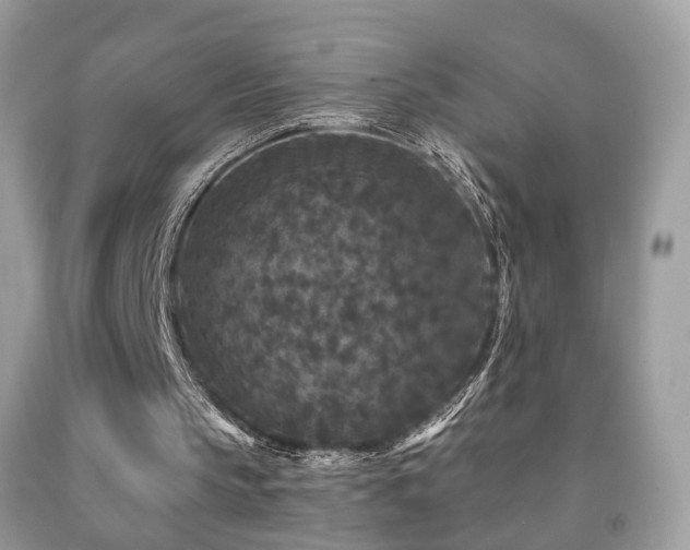 X0000091950145200709061247