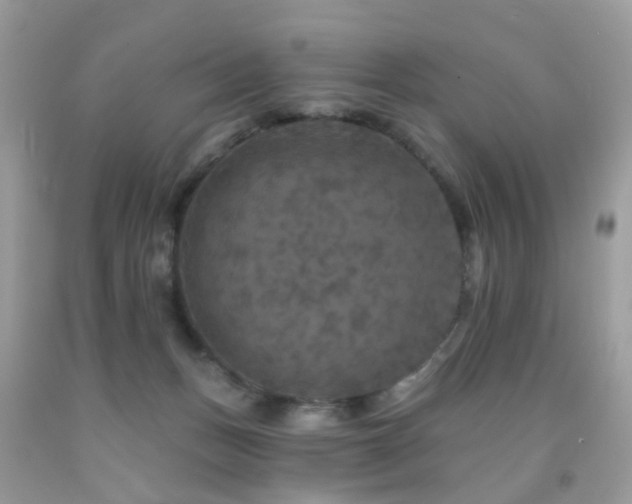 X0000091950175200709061248