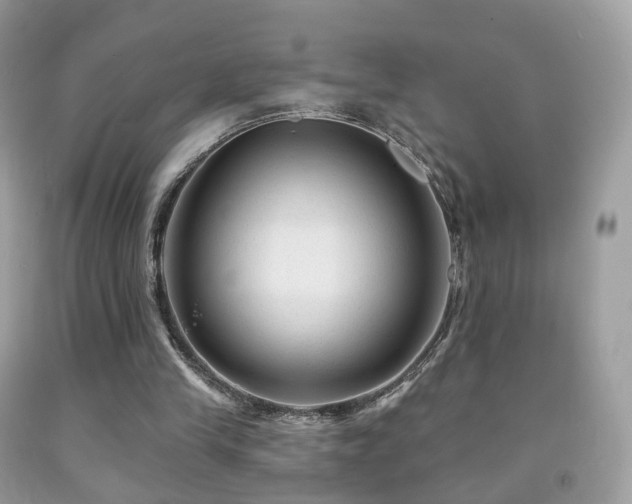 X0000091950245200709061246