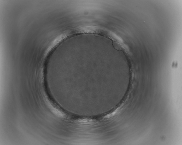 X0000091950250200709061246